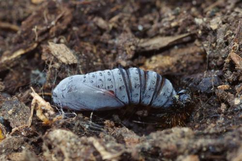 Grammia quenseli